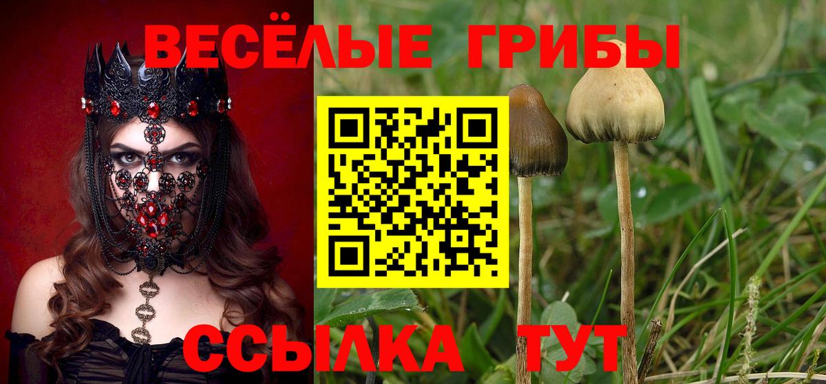 Псилоцибиновые грибы Psilocybe  где найти   Выборг  Вход с VPN 